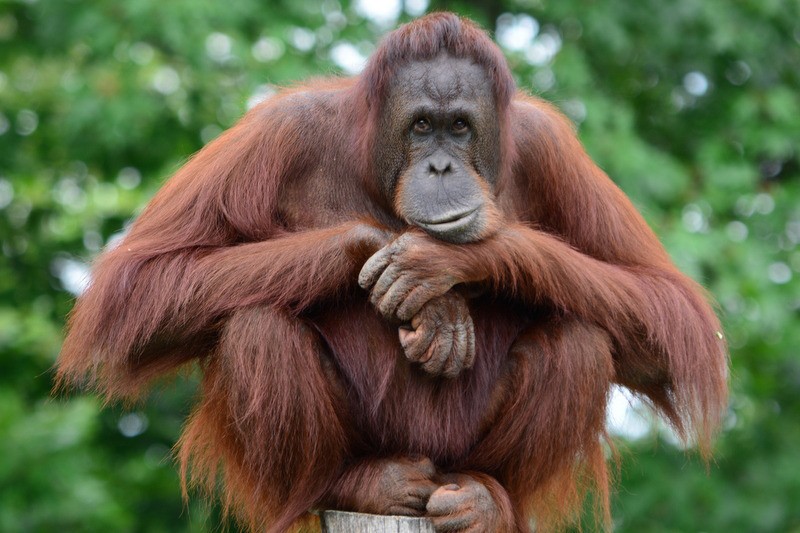 Menjaga habitat orang utan dapat berjalan beriringan dengan menjalankan konsesi kehutanan