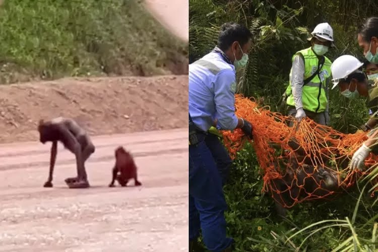 Orangutan Viral yang Berjalan di Areal Tambang Bersama Anaknya Sudah Dievakuasi BKSDA Kaltim